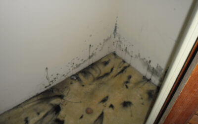 Mould Growth Prevention in Your Home