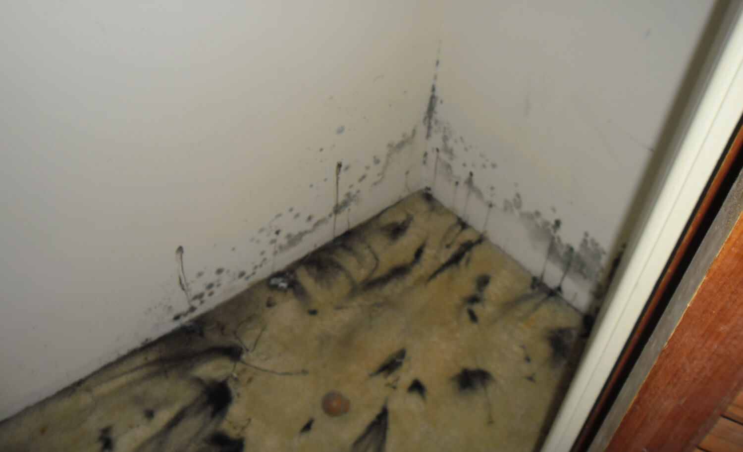 severe mould outbreak on carpet within a residential home