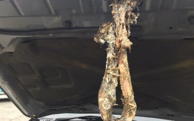 Odour Contaminated Vehicle – Snake Under a Bonnet