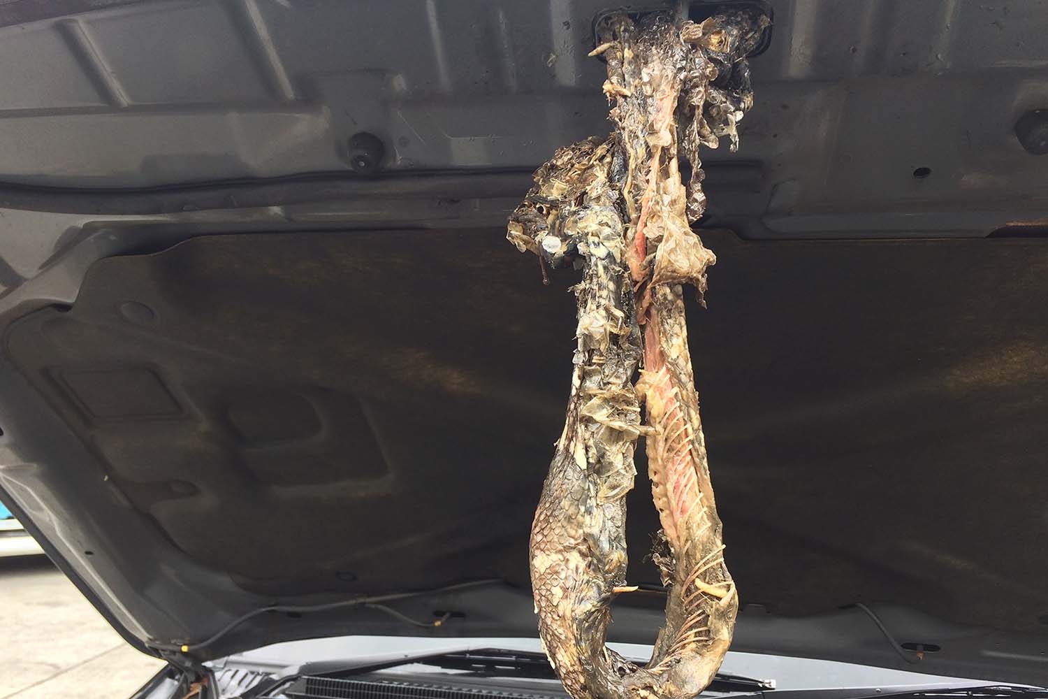 Remains of a snake that has died within the engine bay of a vehicle.