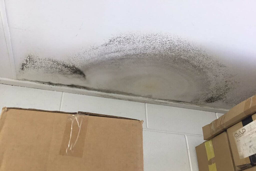 Mould outbreak on a ceiling, after water has penetrated the roof cavity of a home because of extreme weather.