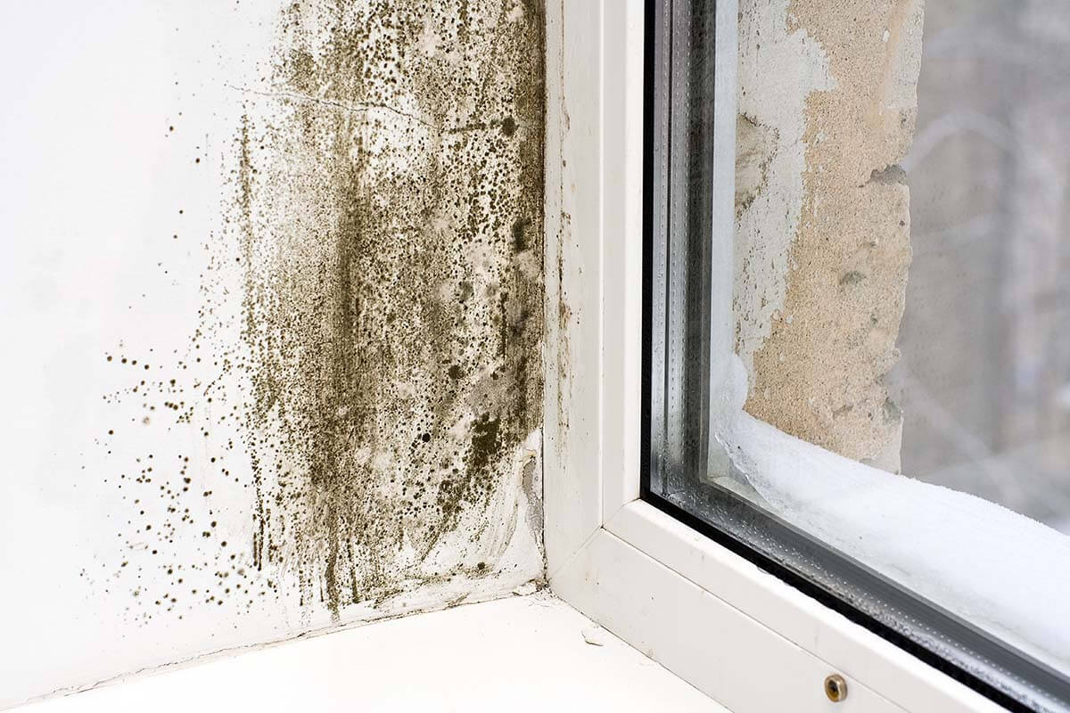 Mould outbreak within the home is caused by moisture. The source of moisture needs to be found and rectified before treatment of the mould.