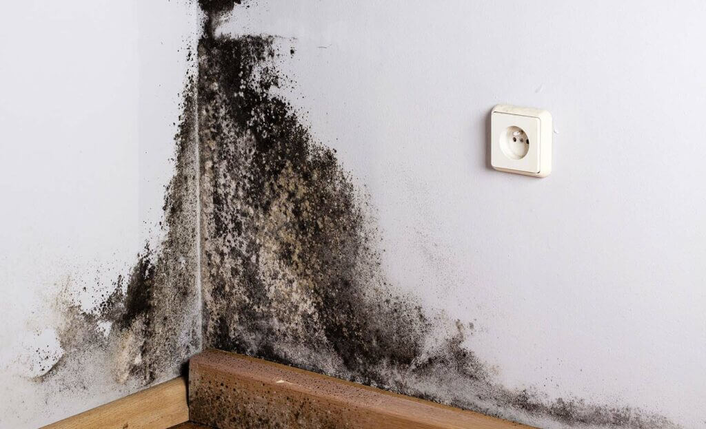 mould remediation process